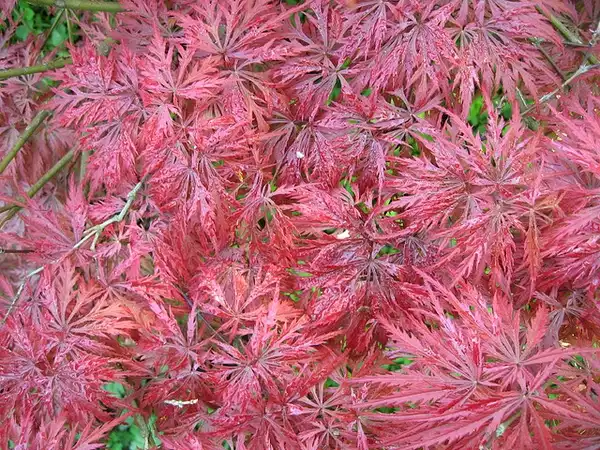 Foto de Acer palmatum var. dissectum (Acer palmatum var. dissectums)