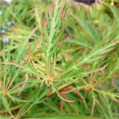 Foto de Acer palmatum var. dissectum (Acer palmatum var. dissectums)