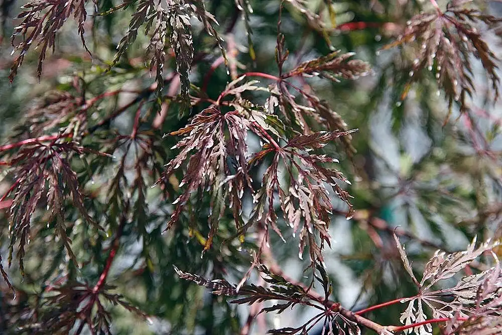 Foto de Acer palmatum var. dissectum - Acer palmatum var. dissectum 'Tamukeyama':David J.Stang