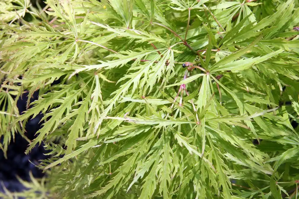 Foto de Acer palmatum var. dissectum - Acer palmatum var. dissectum 'Viridis':David J.Stang