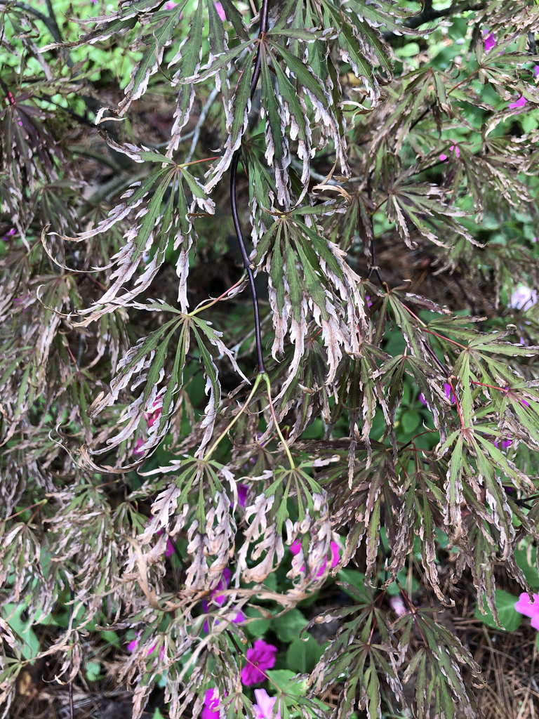 Foto de Acer palmatum var. dissectum - 'Crimson Queen' Leaf (Craven County,NC):Carole McHale
