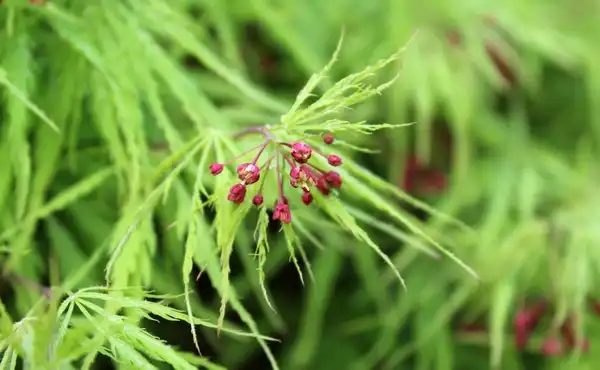 Foto de Acer palmatum var. dissectum - Flowers:fresnel_chick