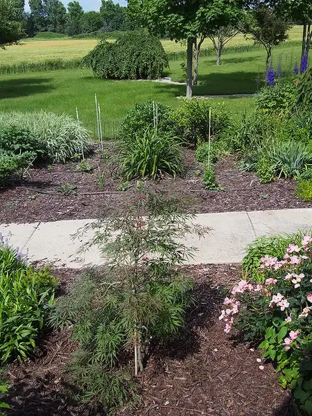 Foto de Acer palmatum var. dissectum - Young tree:F. D. Richards