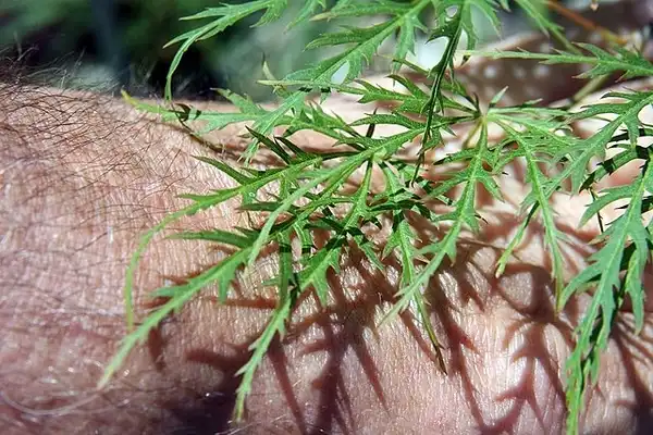 Foto de Acer palmatum var. dissectum - Acer palmatum var. dissectum 'Green Mist' Close up of leaves:David J. Stang