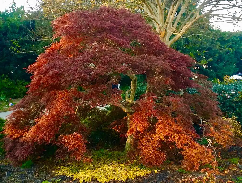 Foto de Acer palmatum var. dissectum - Acer palmatum dissectum atropurpureum:Chris Blaha