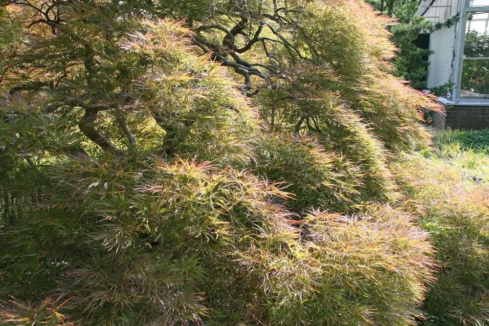 Foto de Acer palmatum var. dissectum - Acer palmatum var. dissectum 'Ornatum':David J.Stang