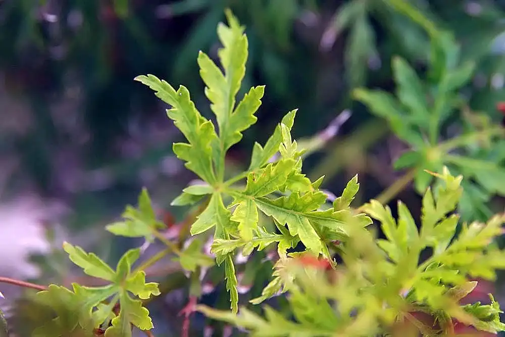Foto de Acer palmatum var. dissectum - Acer palmatum var. dissectum 'Seiryu':David J.Stang