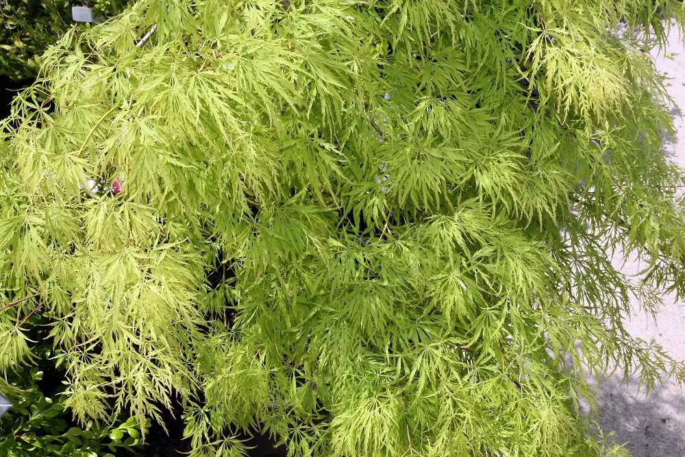 Foto de Acer palmatum var. dissectum - Acer palmatum var. dissectum 'Viridis':David J.Stang