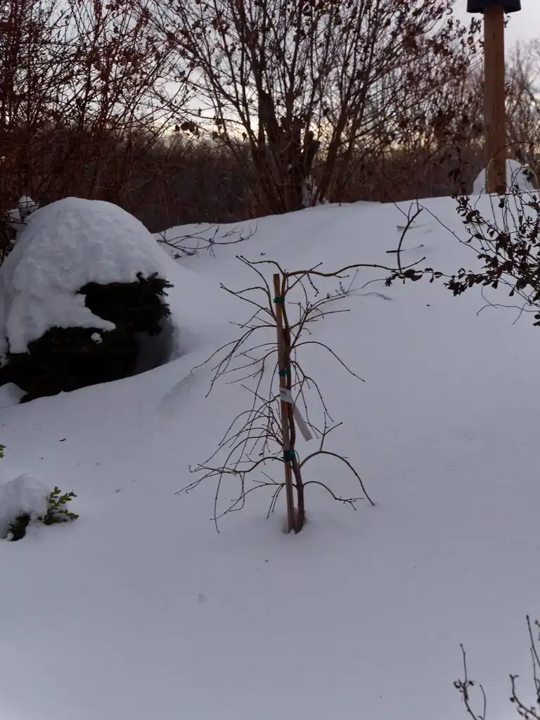 Foto de Acer palmatum var. dissectum - Acer palmatum var. dissectum 'Waterfall':F. D. Richards