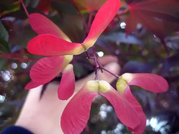 Photo of Acer palmatum (Acer palmatums)