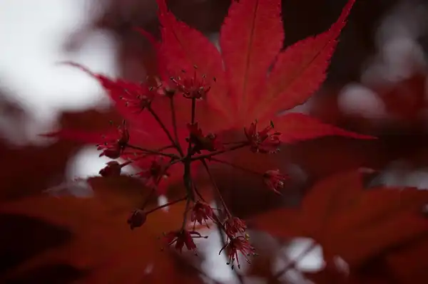 Photo of Acer palmatum (Acer palmatums)