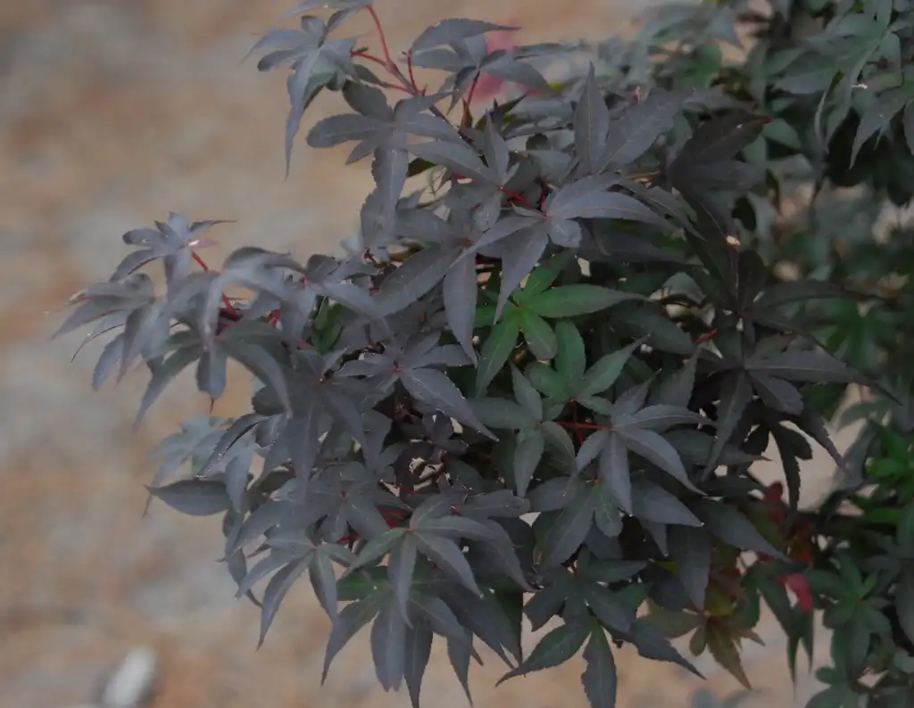 Photo of Acer palmatum - 'Twombly Red Sentinel' Leaves:Jim Robbins