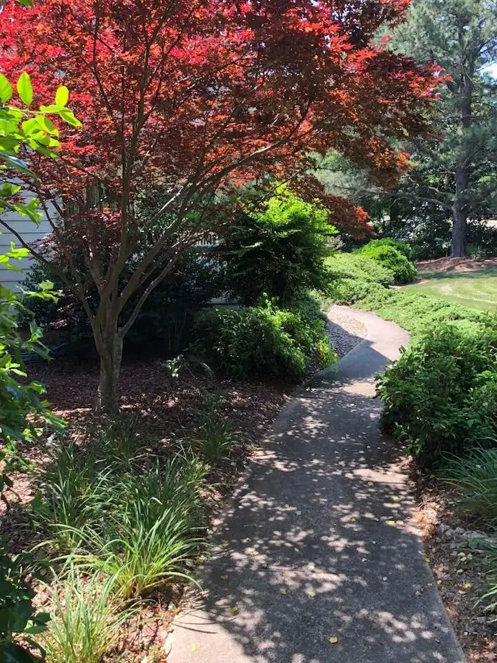 Photo of Acer palmatum - Full Form (Wake County,NC):Cathy Dewitt
