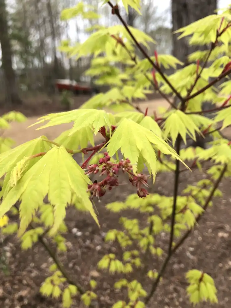 Photo of Acer palmatum - With Red Samara (Wake County,NC):Cathy Dewitt