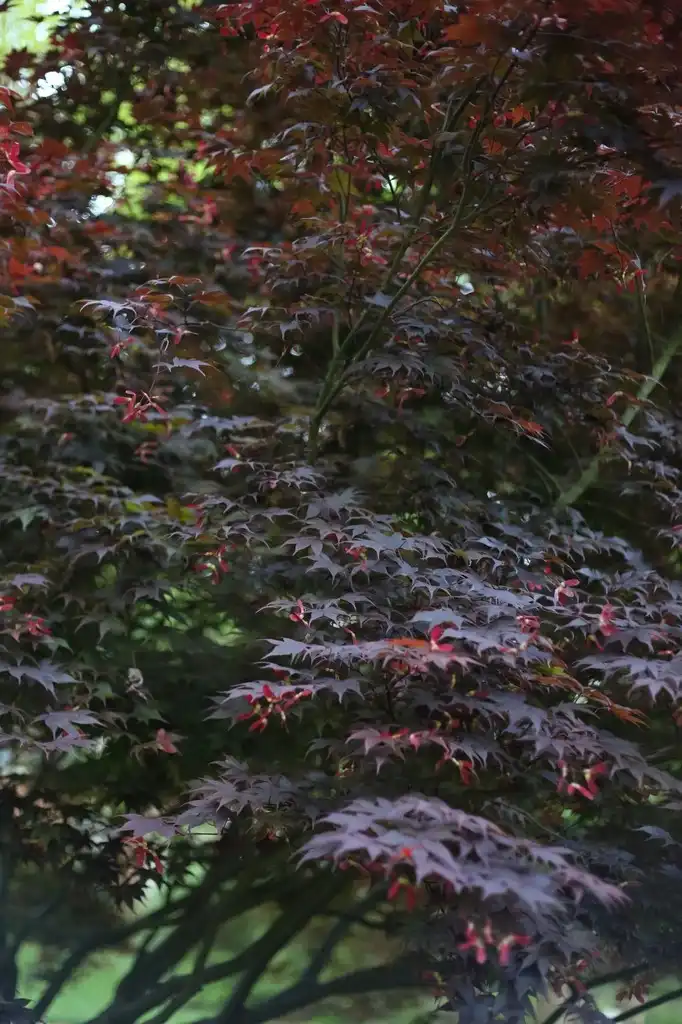 Photo of Acer palmatum - Fall leaves (Cabarrus County,NC):Hope Duckworth