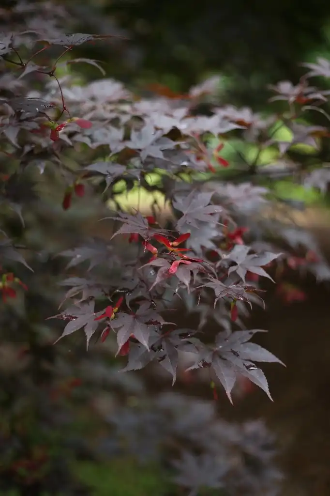 Photo of Acer palmatum - Fall leaves and berries (Cabarrus County,NC):Hope Duckworth