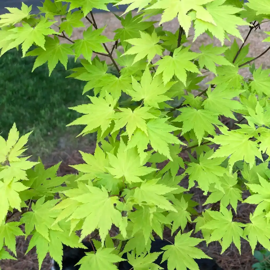 Photo of Acer palmatum - Leaves (Warren County,NC):Cathy Dewitt