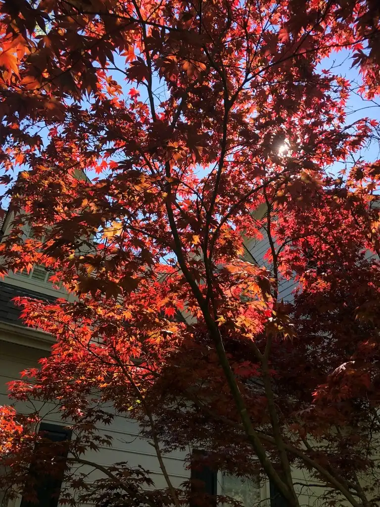 Photo of Acer palmatum - 'Bloodgood' Leaves (Wake County,NC)-Spring:Cathy Dewitt