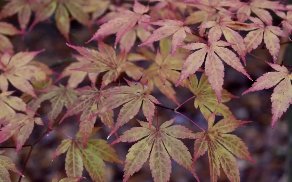 Photo of Acer palmatum - Leaves (Wake County,NC)-Fall:Cathy Dewitt