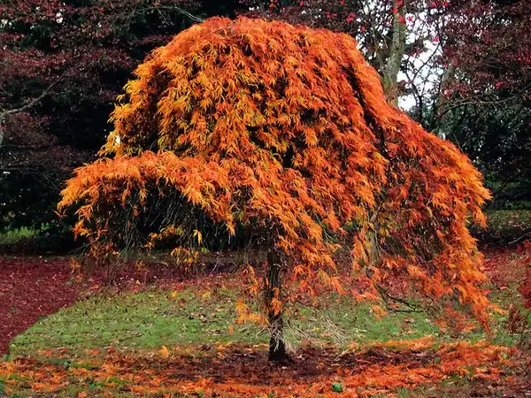 Photo of Acer palmatum - Acer Palmatum fall tree:Lamerie
