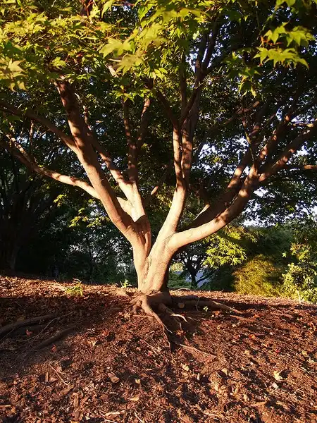Photo of Acer palmatum - Acer Palmatum tree:Maggie