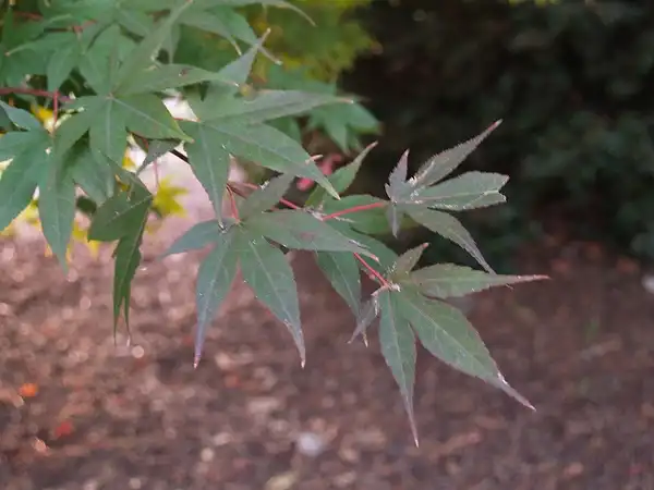 Photo of Acer palmatum - Acer Palmatum leaves:Maggie