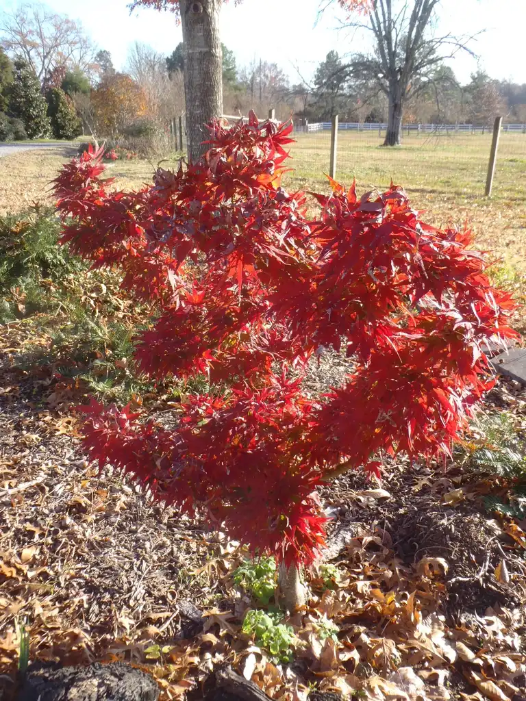 Photo of Acer palmatum - 'Mikawa Yatsubusa' Flower Form:Jim Robbins
