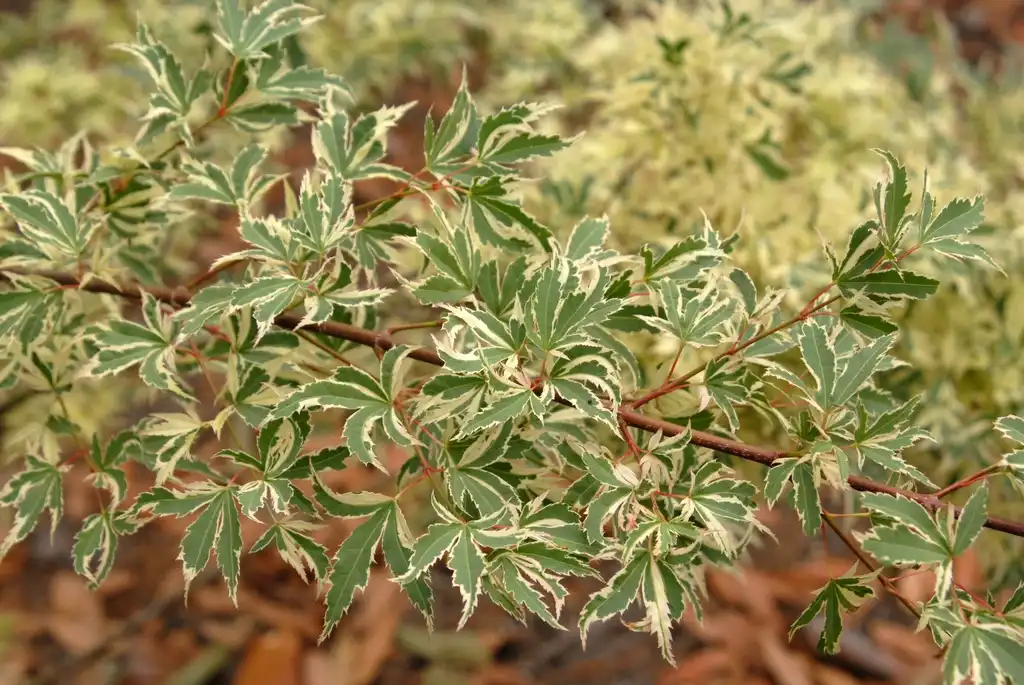 Photo of Acer palmatum - 'Kagiri Nishiki' Leaves:Jim Robbins