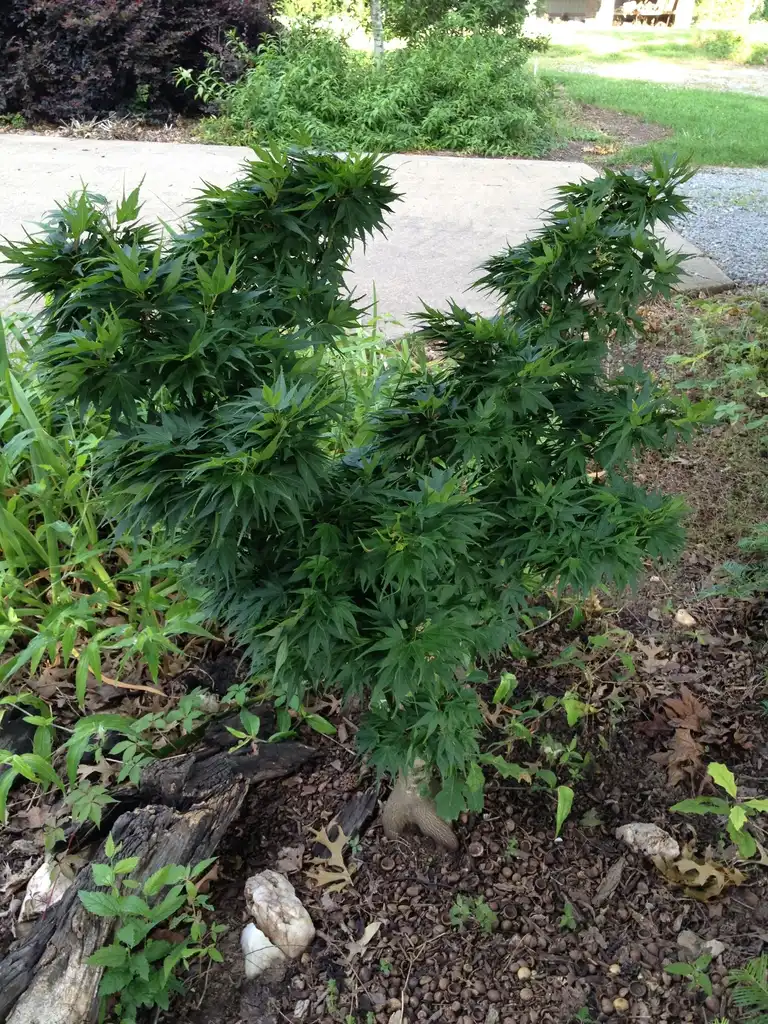 Photo of Acer palmatum - 'Mikawa Yatsubusa' Form:Jim Robbins