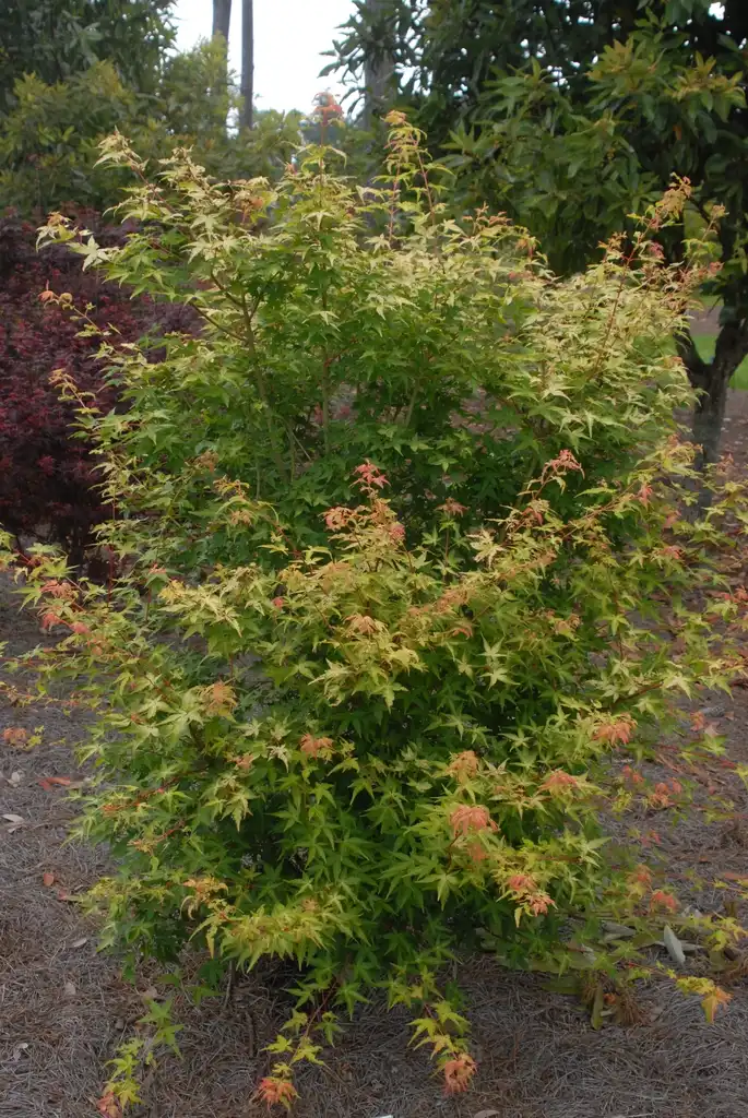 Photo of Acer palmatum - 'Mizuho Beni' Form:Jim Robbins
