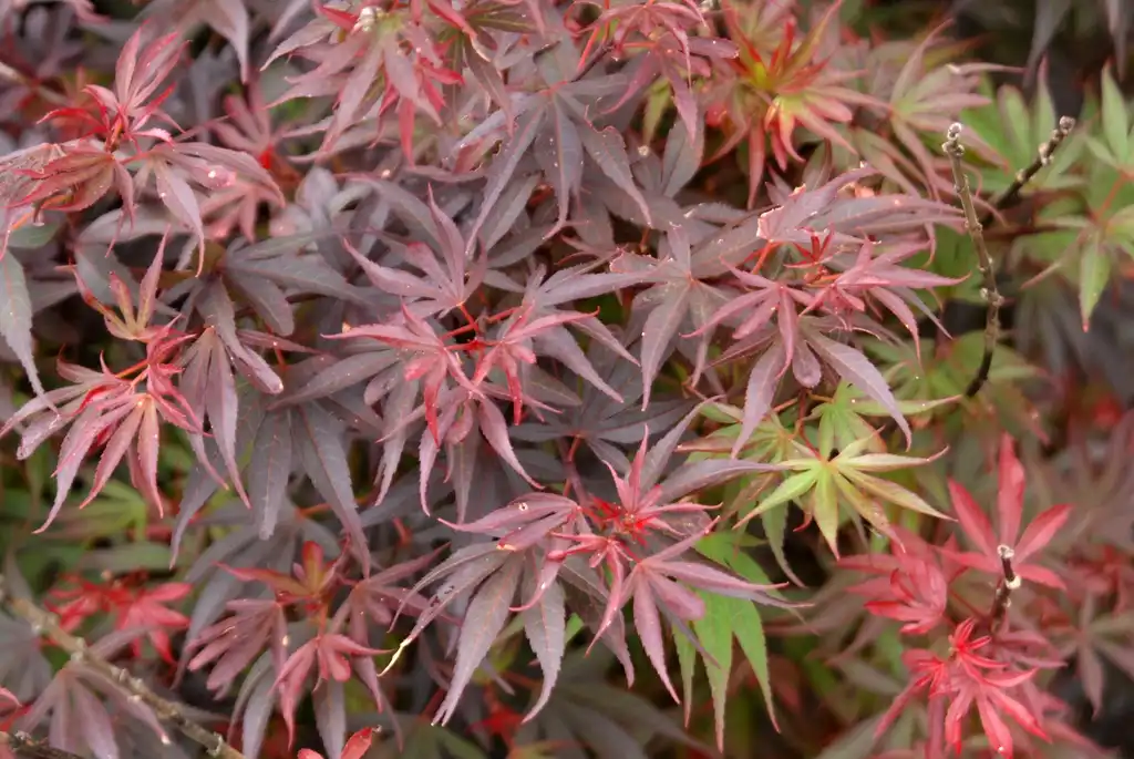 Photo of Acer palmatum - 'Shaiana' Leaves:Jim Robbins