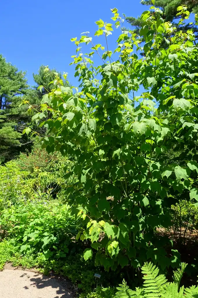 Photo of Acer pensylvanicum (Acer pensylvanicums)