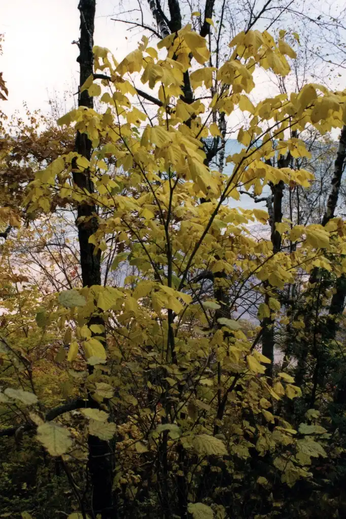 Photo of Acer pensylvanicum (Acer pensylvanicums)