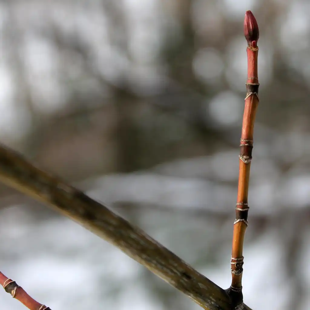 Photo of Acer pensylvanicum - Stem:Rob Routledge