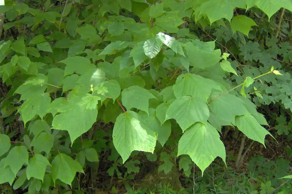 Photo of Acer pensylvanicum - Leaves:Abrahami