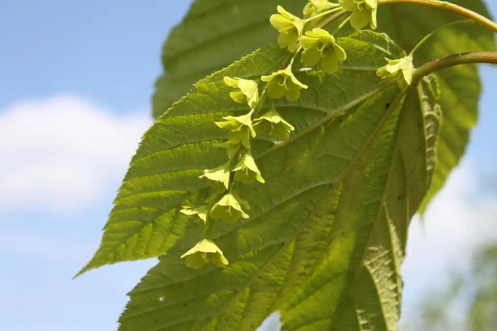 Photo of Acer pensylvanicum - Flowers:Crusier