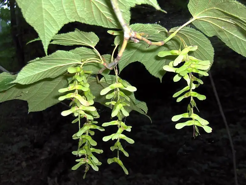 Photo of Acer pensylvanicum - Samaras:Homer Edward Price
