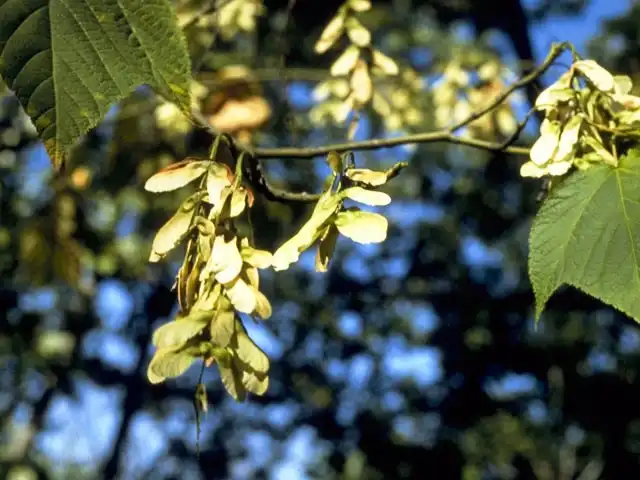 Photo of Acer pensylvanicum - Samaras:Vick, Albert F. W.