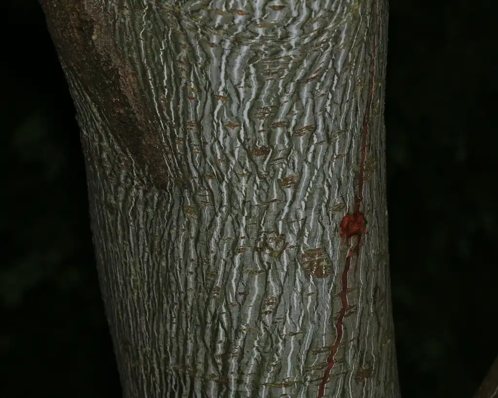 Photo of Acer pensylvanicum - Bark: