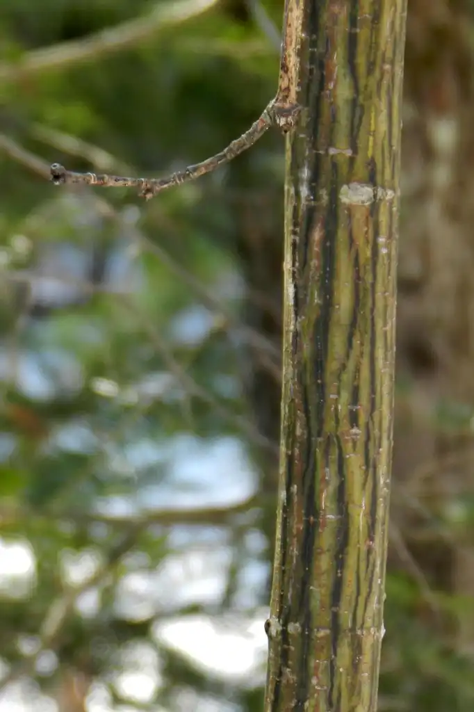Photo of Acer pensylvanicum - Bark:Brett Marshall