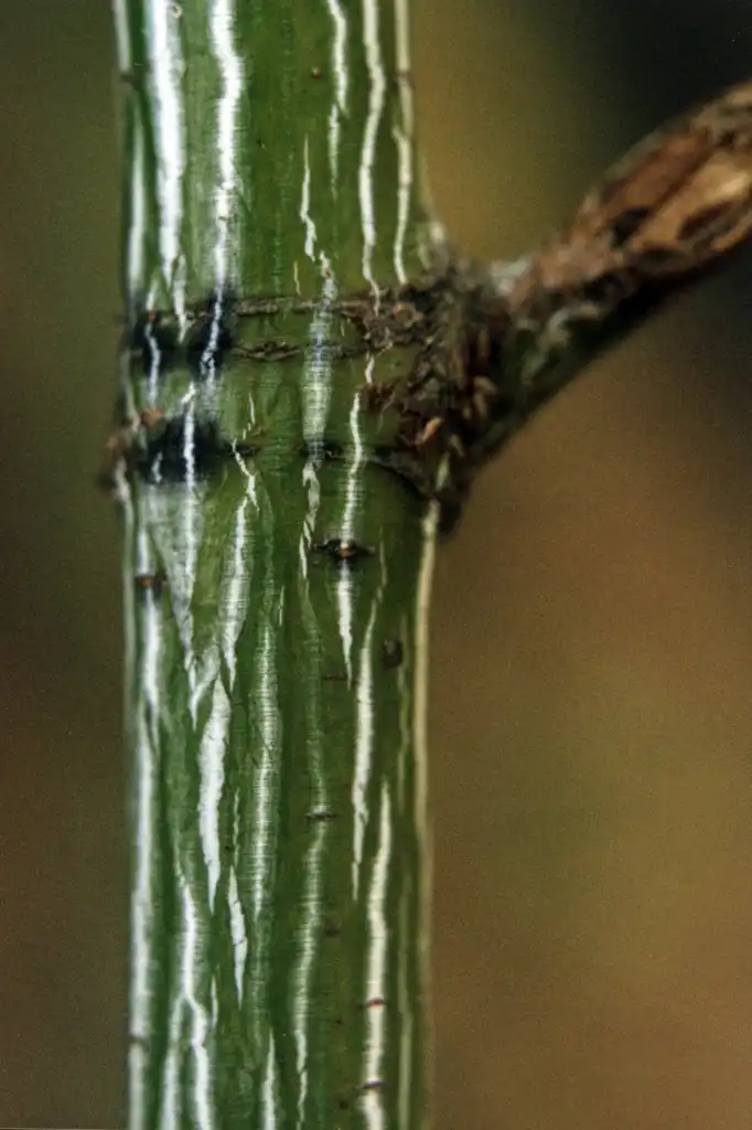 Photo of Acer pensylvanicum - Stem:Bill Cook