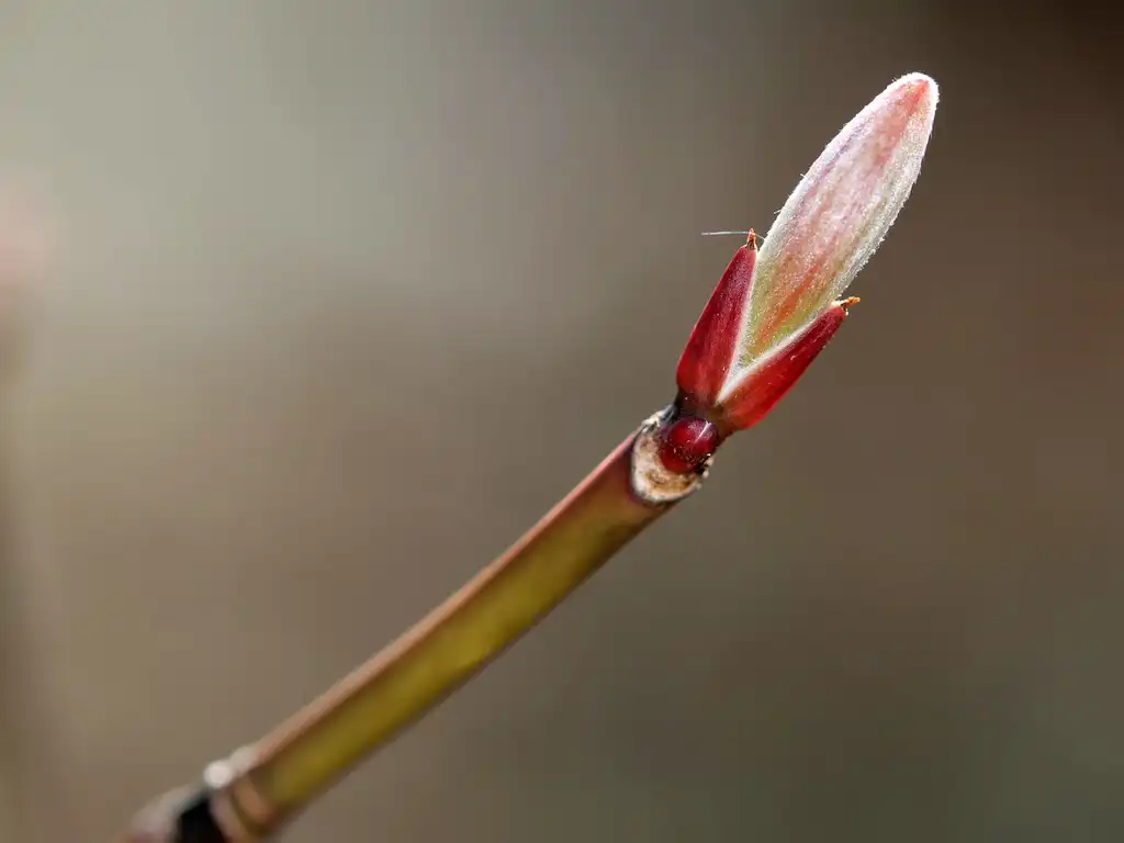 Photo of Acer pensylvanicum - Terminal bud:Rob Routledge