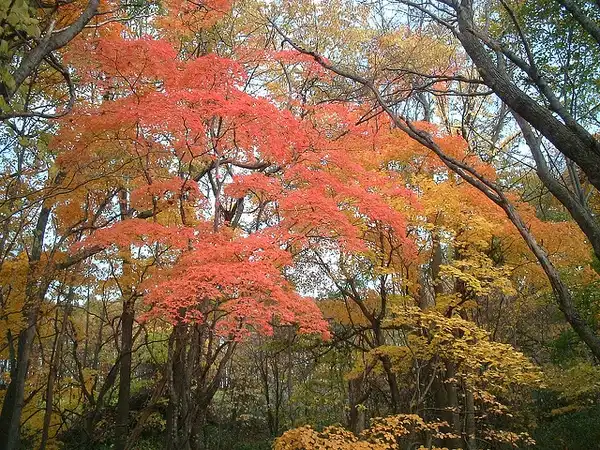 Фото Acer pictum subsp. mono (Acer pictum subsp. monos)