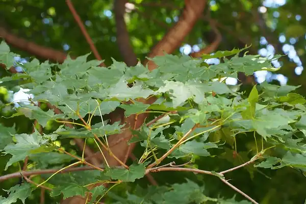 Фото Acer pictum subsp. mono (Acer pictum subsp. monos)