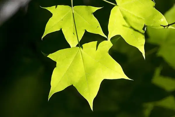 Фото Acer pictum subsp. mono - Acer mono leaves:Sergey Yeliseev