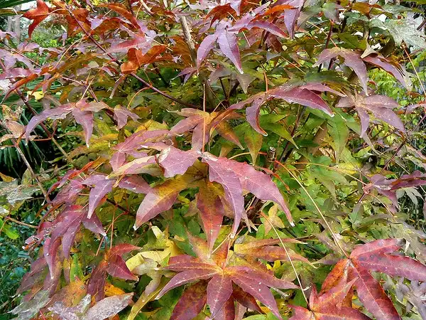 Фото Acer pictum subsp. mono - Acer mono leaves in fall:Tetsuya Odaka