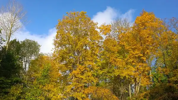 Photo of Acer platanoides (Acer platanoidess)
