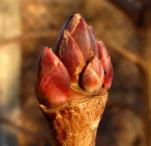 Photo of Acer platanoides - bug:Flora Cyclam