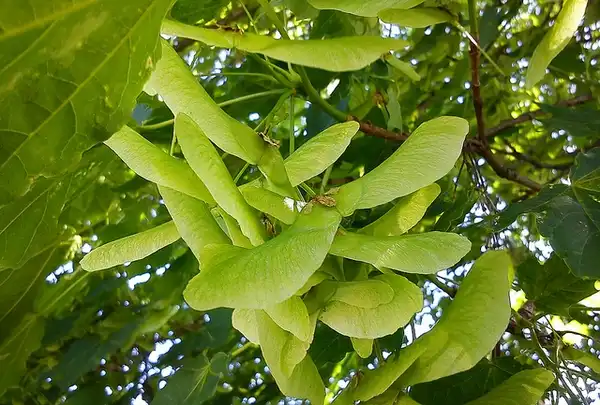 Photo of Acer platanoides - samaras- fruit:Anja Jonsson
