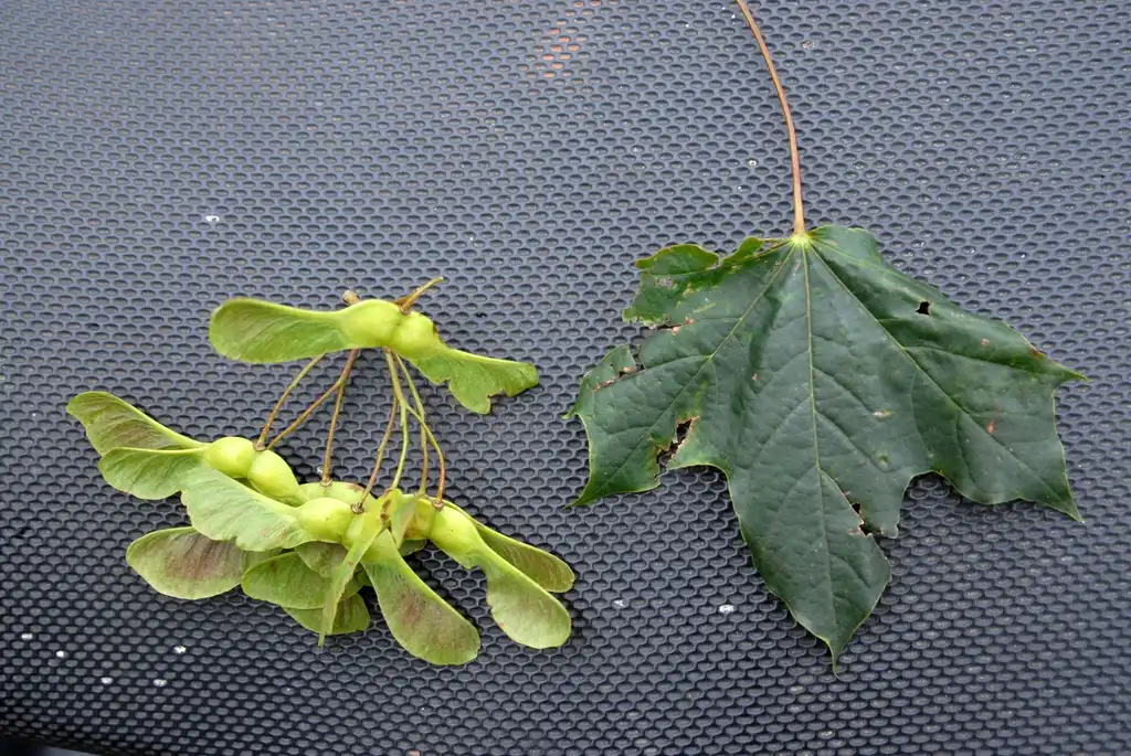 Photo of Acer platanoides - Acer platanoides 'Schwedleri' - leaf and samaras:Jim Lawrence